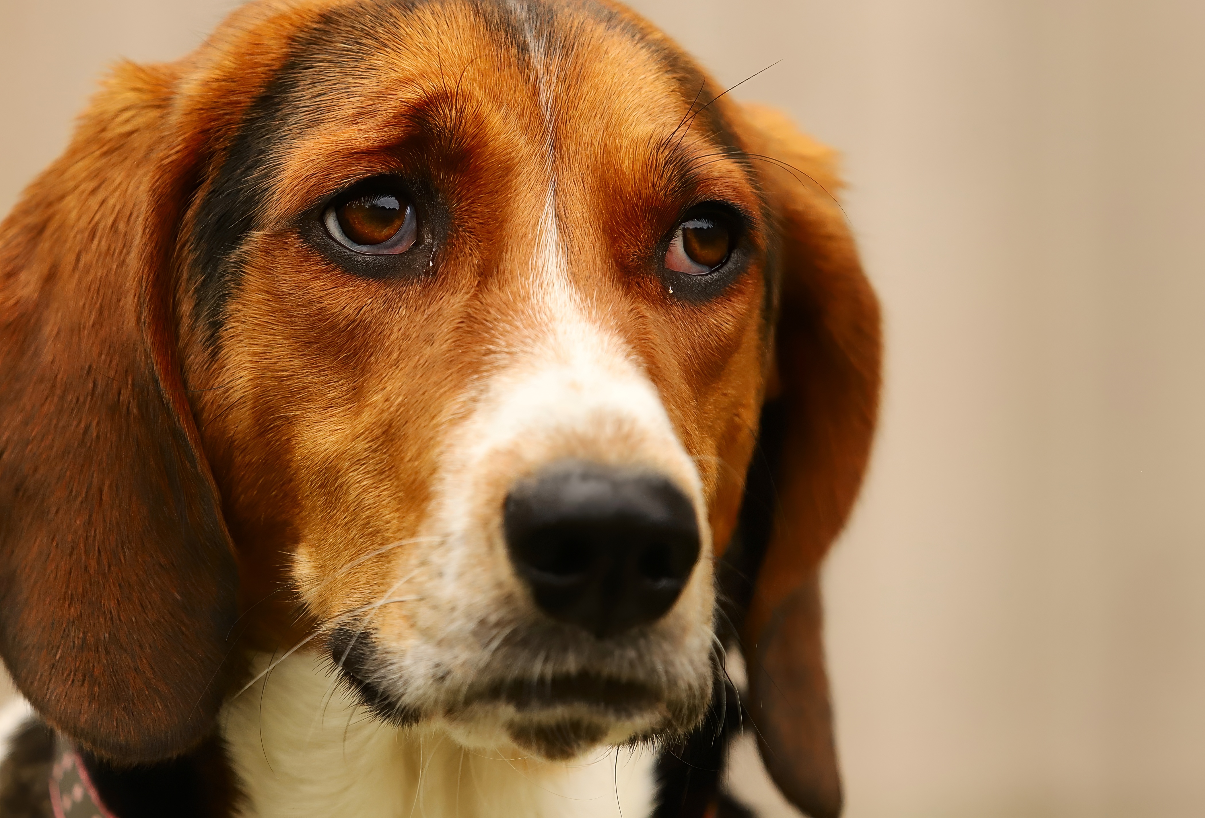 4200x2853 Wallpaper dog, pet, sad