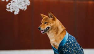 Preview wallpaper dog, pet, shirt, protruding tongue, funny
