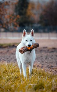 Preview wallpaper dog, pet, stick, funny