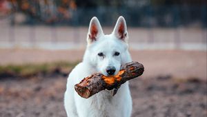 Preview wallpaper dog, pet, stick, funny