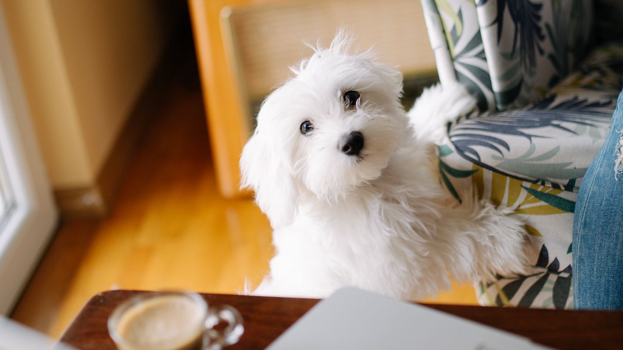 Wallpaper dog, pet, white, fluffy