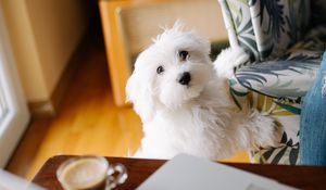 Preview wallpaper dog, pet, white, fluffy