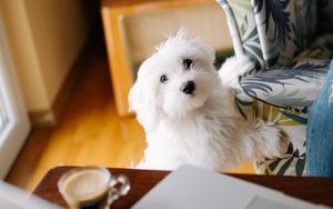 Preview wallpaper dog, pet, white, fluffy