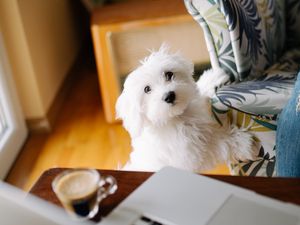 Preview wallpaper dog, pet, white, fluffy