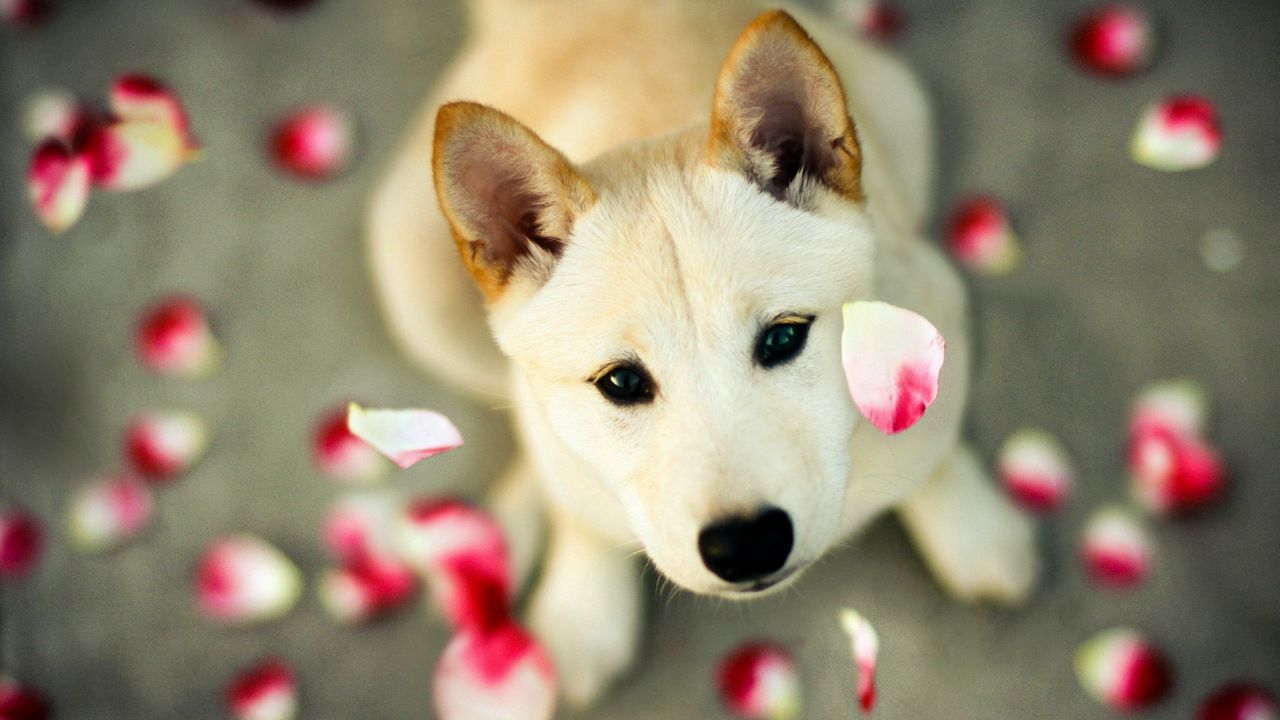 Wallpaper dog, petals, eyes, face