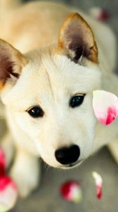 Preview wallpaper dog, petals, eyes, face