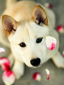 Preview wallpaper dog, petals, eyes, face