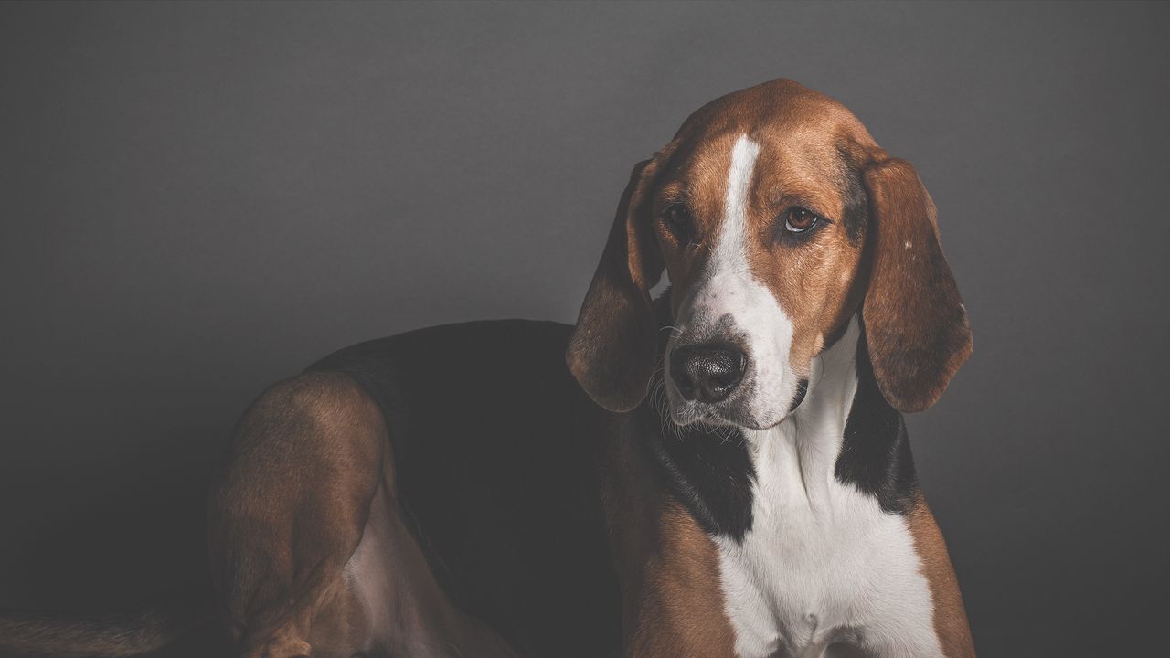 Wallpaper dog, photosession, muzzle