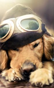 Preview wallpaper dog, pilot, plane, sunglasses, hat