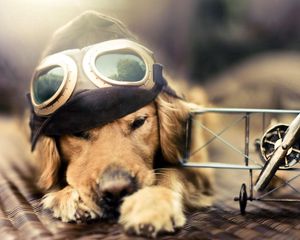 Preview wallpaper dog, pilot, plane, sunglasses, hat