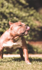 Preview wallpaper dog, pit bull, grass, aggression, shepherd