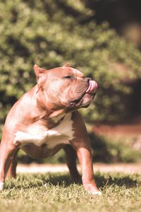 Preview wallpaper dog, pit bull, grass, aggression, shepherd