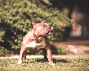 Preview wallpaper dog, pit bull, grass, aggression, shepherd