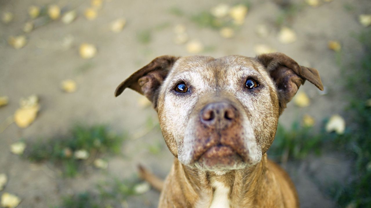 Wallpaper dog, pit bull, man, muzzle