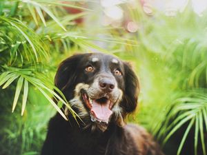 Preview wallpaper dog, plants, leaves, face