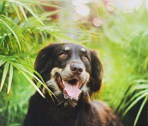 Preview wallpaper dog, plants, leaves, face