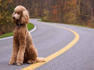 Preview wallpaper dog, poodle, curly, road