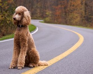 Preview wallpaper dog, poodle, curly, road