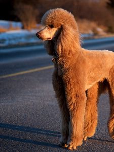 Preview wallpaper dog, poodle, road, trip