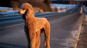 Preview wallpaper dog, poodle, road, trip