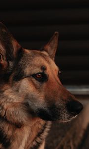 Preview wallpaper dog, profile, pet