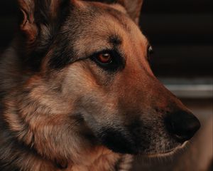 Preview wallpaper dog, profile, pet