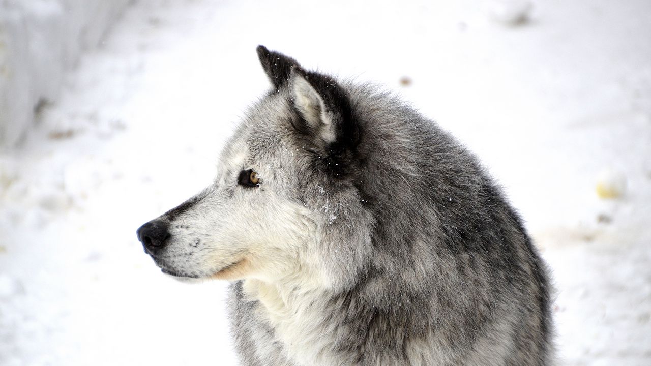 Wallpaper dog, profile, snow