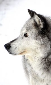 Preview wallpaper dog, profile, snow