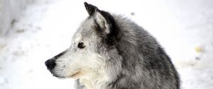 Preview wallpaper dog, profile, snow