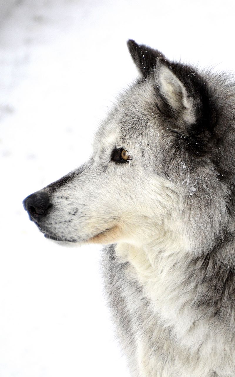800x1280 Wallpaper dog, profile, snow