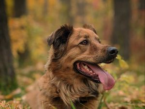 Preview wallpaper dog, protruding tongue, animal, funny, pet, grass