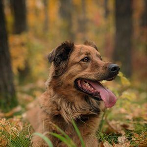 Preview wallpaper dog, protruding tongue, animal, funny, pet, grass