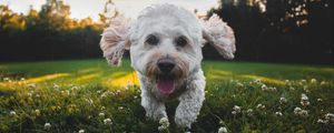 Preview wallpaper dog, protruding tongue, cute, shaggy, pet
