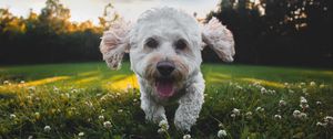 Preview wallpaper dog, protruding tongue, cute, shaggy, pet