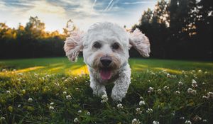 Preview wallpaper dog, protruding tongue, cute, shaggy, pet