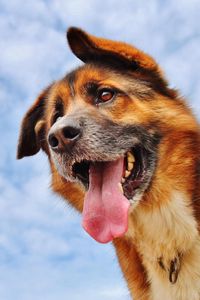 Preview wallpaper dog, protruding tongue, face, sky, clouds