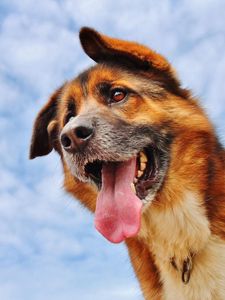 Preview wallpaper dog, protruding tongue, face, sky, clouds