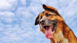 Preview wallpaper dog, protruding tongue, face, sky, clouds