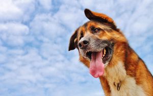 Preview wallpaper dog, protruding tongue, face, sky, clouds