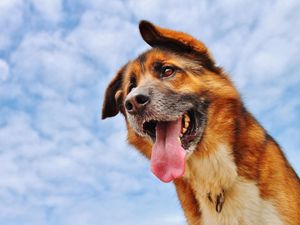 Preview wallpaper dog, protruding tongue, face, sky, clouds