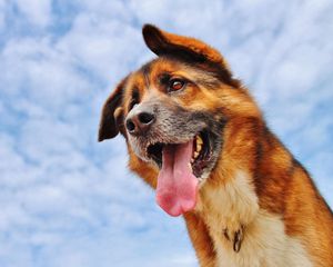 Preview wallpaper dog, protruding tongue, face, sky, clouds