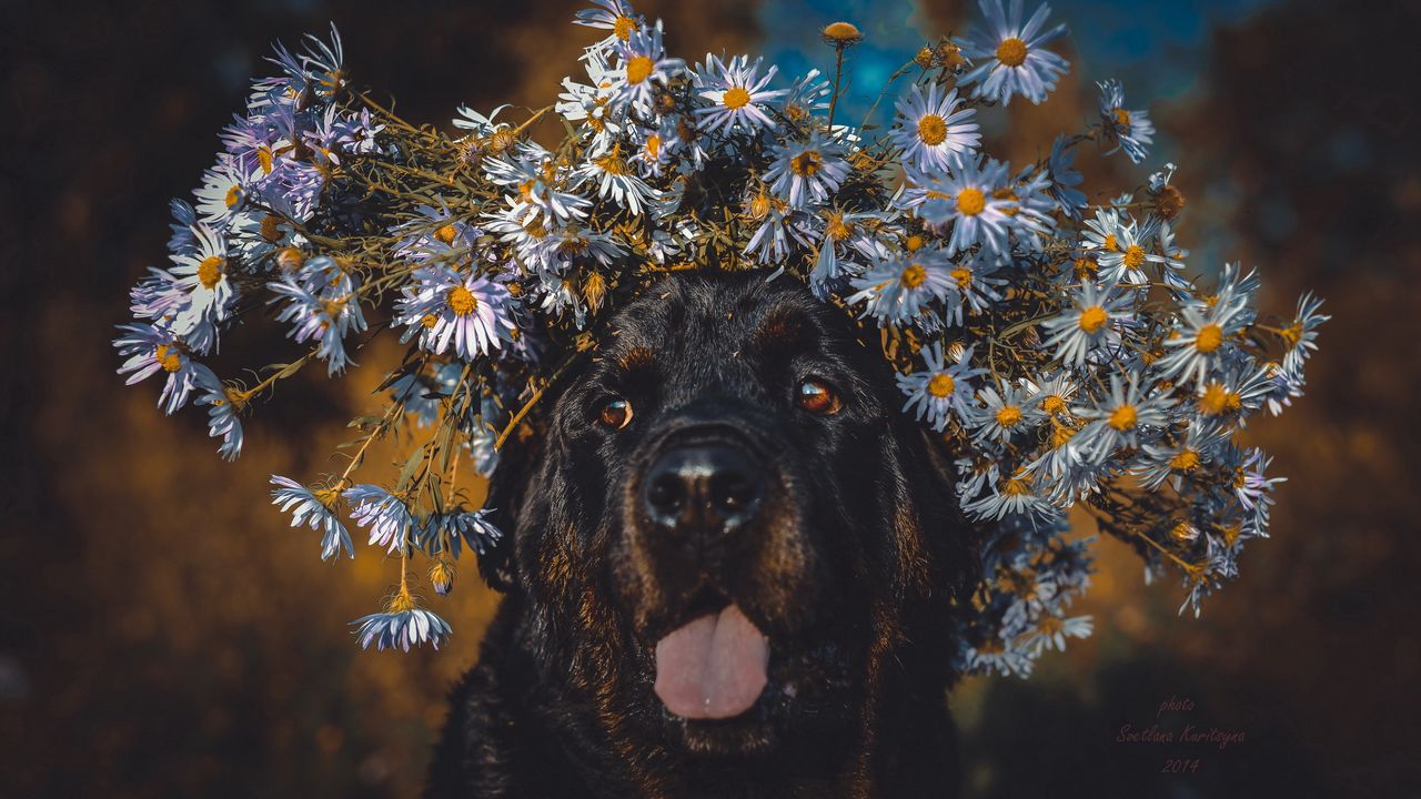 Wallpaper dog, protruding tongue, face, flowers, wreath
