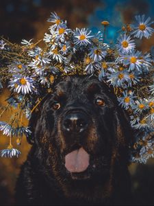 Preview wallpaper dog, protruding tongue, face, flowers, wreath