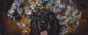 Preview wallpaper dog, protruding tongue, face, flowers, wreath