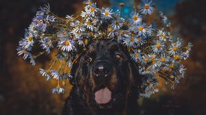Preview wallpaper dog, protruding tongue, face, flowers, wreath