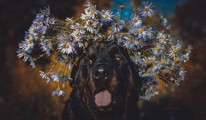 Preview wallpaper dog, protruding tongue, face, flowers, wreath