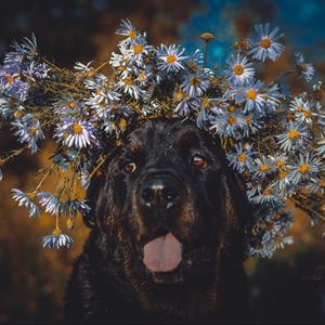 Preview wallpaper dog, protruding tongue, face, flowers, wreath