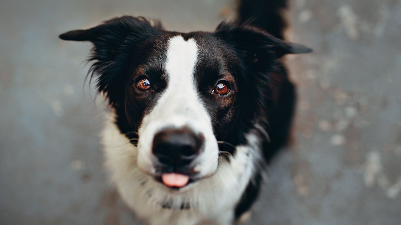 Wallpaper dog, protruding tongue, funny, muzzle