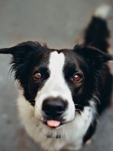 Preview wallpaper dog, protruding tongue, funny, muzzle