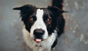 Preview wallpaper dog, protruding tongue, funny, muzzle